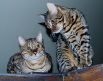 Two Bengal cats