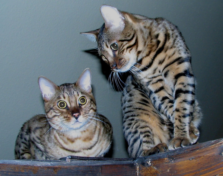 Two Bengal cats wallpaper
