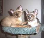 Two Burmese cats