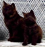 Два кота породы Шантильи-Тиффани