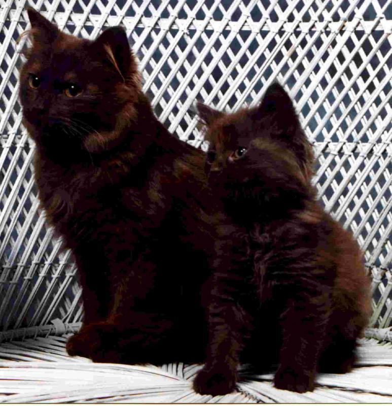 Два кота породы Шантильи-Тиффани фото