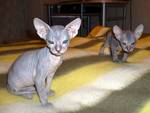 Two Donskoy or Don Sphynx