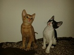 Два кота породы Немецкий Рекс