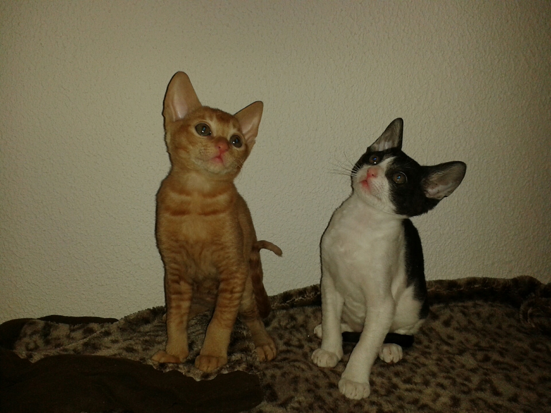 Два кота породы Немецкий Рекс фото