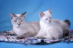 Two Mekong bobtail cats