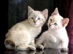 Two Mekong bobtail kittens