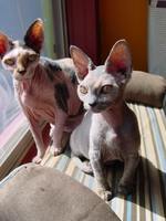 Two Minskin cats