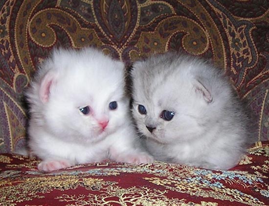 Two Napoleon kittens wallpaper