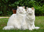 Two Norwegian Forest Cats