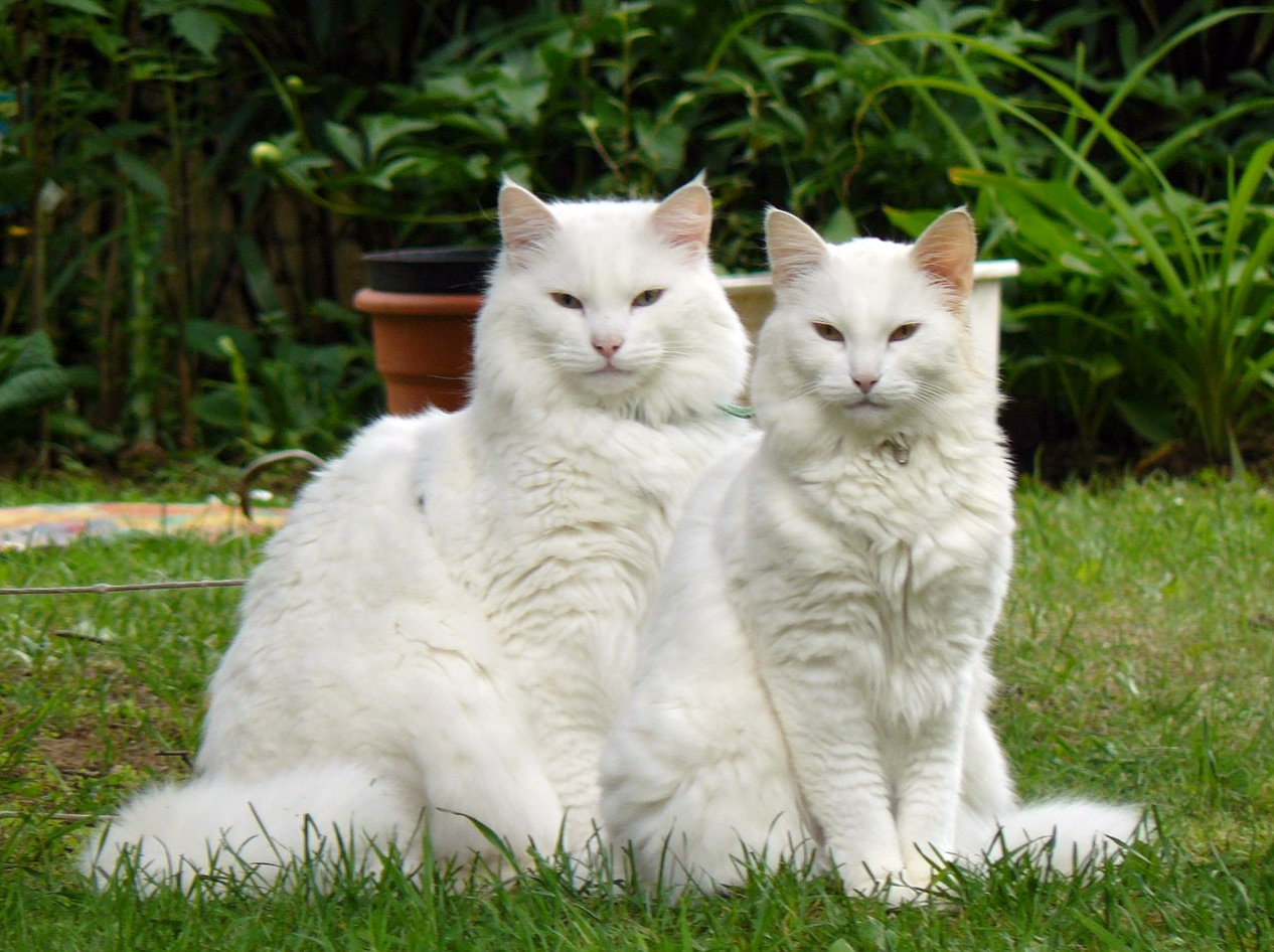 Two Norwegian Forest Cats photo and wallpaper. Beautiful Two Norwegian