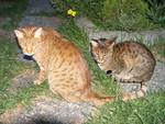 Two Ocicat cats