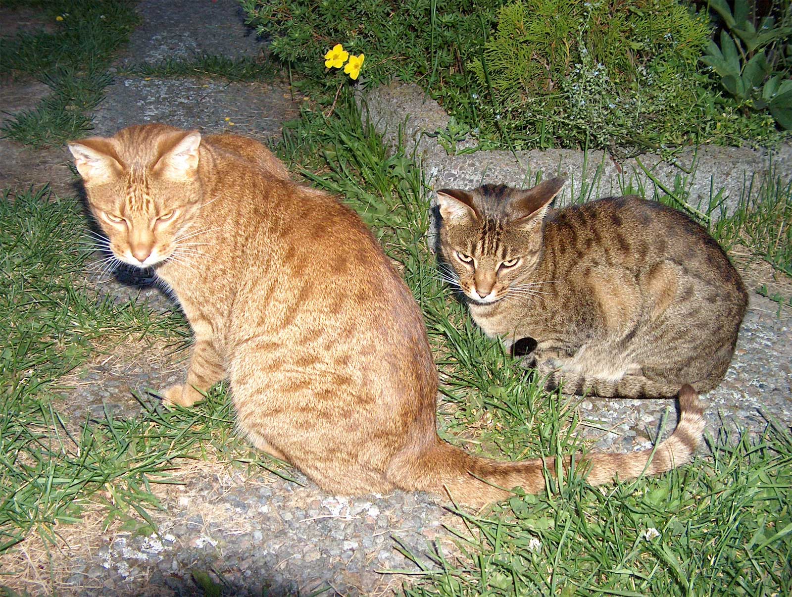 Two Ocicat cats wallpaper