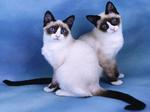 Two Snowshoe cats