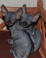 Two Sphynx kittens