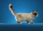 Walking Birman cat