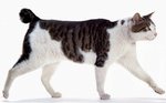 Walking Japanese Bobtail 