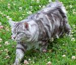 Walking Kurilian Bobtail 