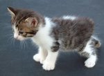 Walking Manx kitten 