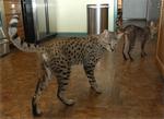 Walking Savannah cats