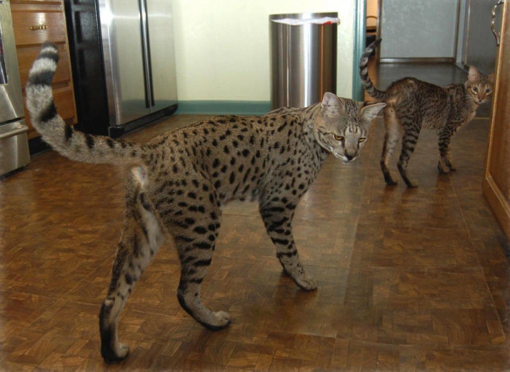 walking-savannah-cats-photo.jpg