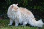 Walking Selkirk Rex 