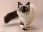 Walking Siamese