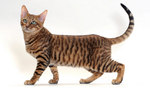 Walking Toyger