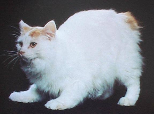 Настороженный кот породы Кимрик фото