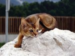 Watching Abyssinian cat