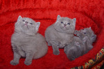 Watching Chartreux kittens