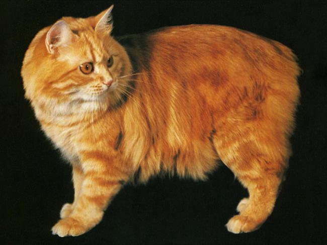 Кот породы Кимрик смотрит фото