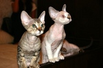 Watching Devon Rex 