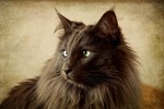 Watching Nebelung 