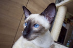 Watching Siamese