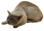 Watching Tonkinese cat