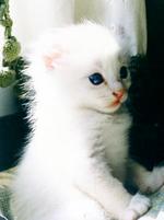 White American Curl kitten