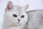 Белая Британская короткошерстная кошка