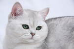 White British Shorthair