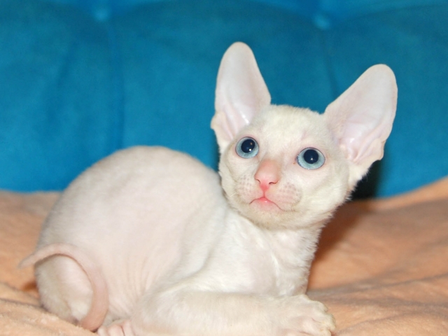 Белый котенок Корниш-рекс фото