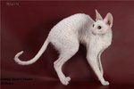 Белая кошка породы Корниш-рекс
