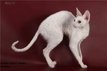 White Cornish Rex 