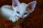 White Devon Rex kitten