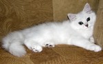 Белый кот породы Хайлендер