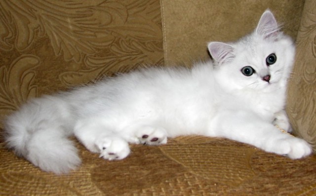 Белый кот породы Хайлендер фото