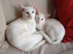 White Oriental Shorthair cats