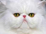 White Persian cat face