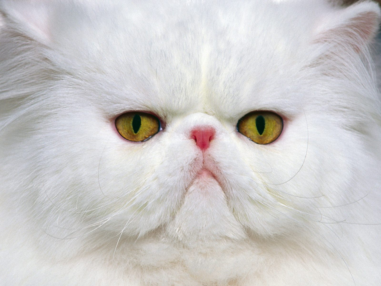 Persian cat face photo and wallpaper. Beautiful White Persian cat 