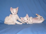 White Sleeping Devon Rex cats