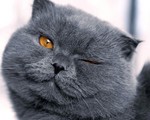 Winking Scottish Fold