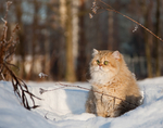Зимнее фото кота Хайлендер